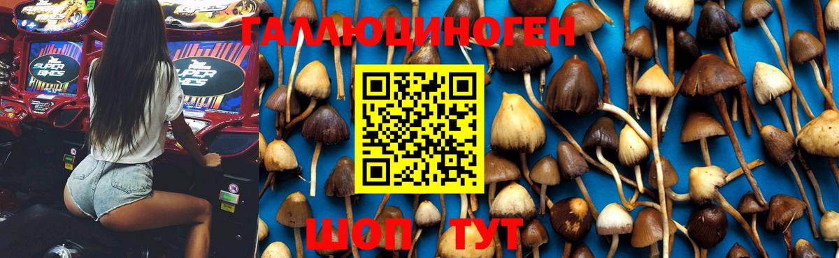 купить наркотик  Псилоцибиновые грибы Psilocybe  Вход с VPN  Лесосибирск  Псилоцибиновые грибы MAGIC MUSHROOMS 